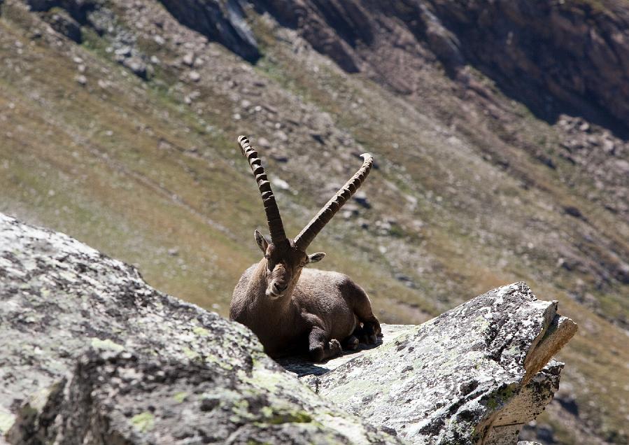 Bouquetin 2- Stambecco Grand paradiso Leviona haut.JPG